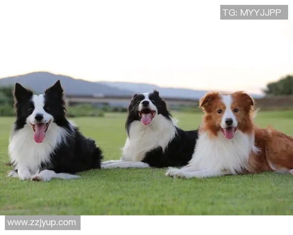 足球明星宠爱犬种揭秘你不知道的明星犬伴侣们